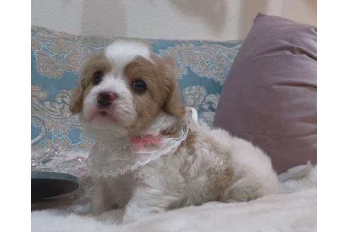 成約済の大阪府のミックス犬-364475の3枚目