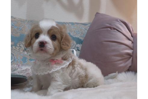 成約済の大阪府のミックス犬-364475の2枚目