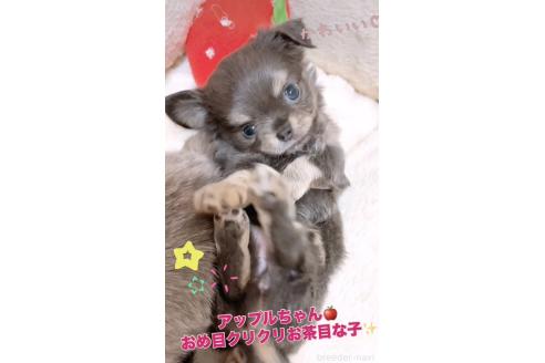 成約済の愛媛県のチワワ(ロングコート)-368121の5枚目