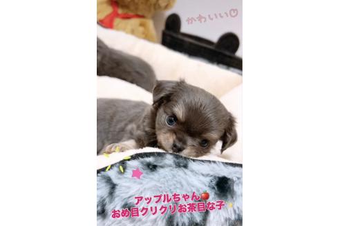 成約済の愛媛県のチワワ(ロングコート)-368121の3枚目