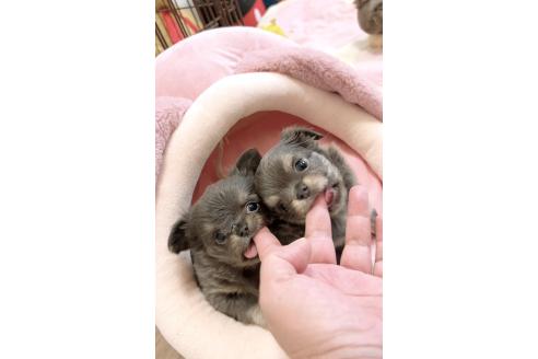 成約済の愛媛県のチワワ(ロングコート)-368123の5枚目