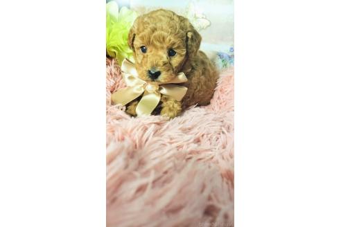成約済の愛媛県のタイニープードル-366803の14枚目