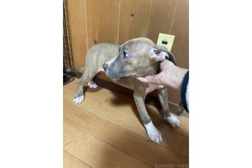 成約済の佐賀県のアメリカンピットブルテリア-354353の12枚目