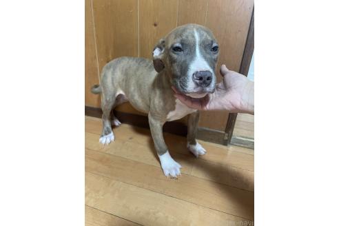 成約済の佐賀県のアメリカンピットブルテリア-354353の8枚目