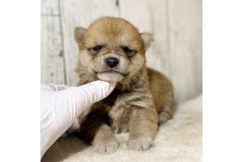 成約済の茨城県の豆柴-368145の18枚目