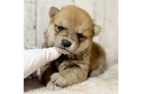 成約済の茨城県の豆柴-368145の17枚目