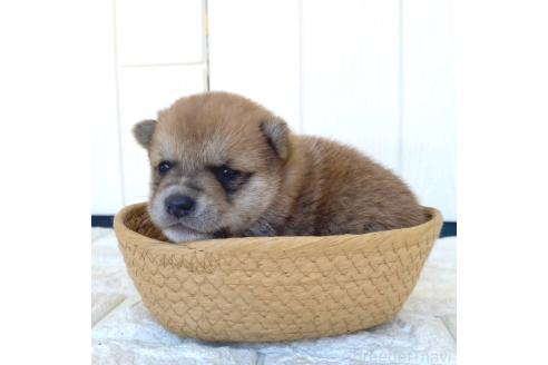 成約済の茨城県の豆柴-368145の14枚目