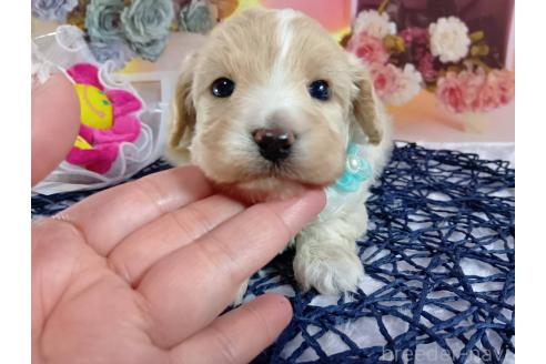 成約済の神奈川県のマルプー:マルチーズ×トイプードル-366939の13枚目