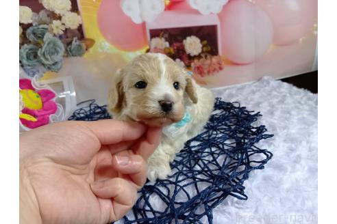 成約済の神奈川県のマルプー:マルチーズ×トイプードル-366939の12枚目
