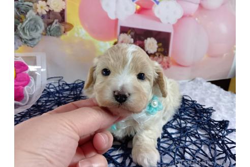 成約済の神奈川県のマルプー:マルチーズ×トイプードル-366939の10枚目