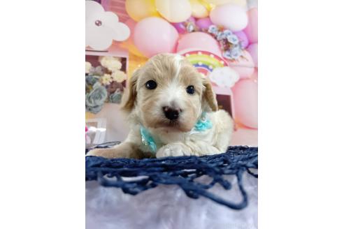 成約済の神奈川県のマルプー:マルチーズ×トイプードル-366939の9枚目