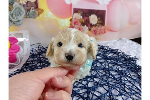 成約済の神奈川県のマルプー:マルチーズ×トイプードル-366939の7枚目