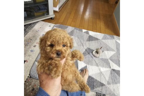 成約済の埼玉県のティーカッププードル-368152の2枚目