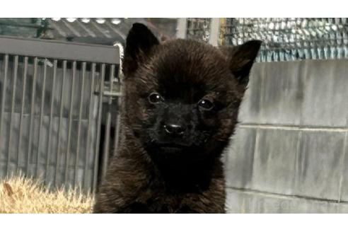 販売中の大阪府の甲斐犬-368166