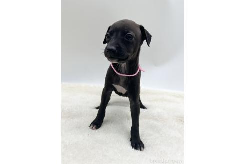 成約済の愛知県のイタリアングレーハウンド(イタグレ)-368169の8枚目