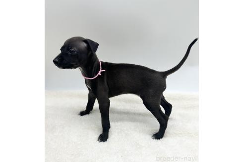 成約済の愛知県のイタリアングレーハウンド(イタグレ)-368169の6枚目