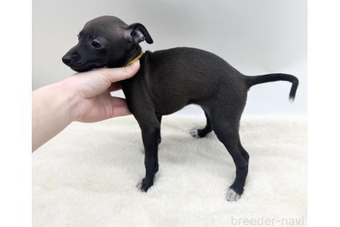成約済の愛知県のイタリアングレーハウンド(イタグレ)-368170の4枚目
