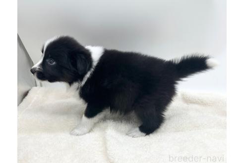 成約済の愛知県のボーダーコリー-363899の4枚目