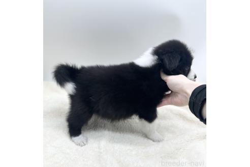 成約済の愛知県のボーダーコリー-363899の3枚目