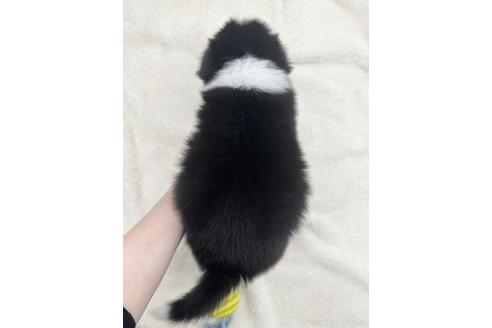 成約済の愛知県のボーダーコリー-363899の2枚目