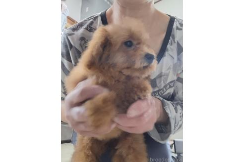 成約済の群馬県のタイニープードル-358175の14枚目