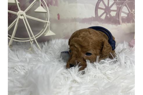 成約済の熊本県のトイプードル-368350の7枚目