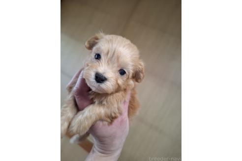 成約済の群馬県のマルプー:マルチーズ×トイプードル-366770の4枚目
