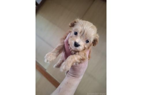 成約済の群馬県のマルプー:マルチーズ×トイプードル-366770の3枚目