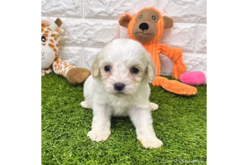 成約済の愛知県のミックス犬-368192の1枚目