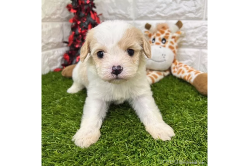 成約済の愛知県のミックス犬-368194の1枚目