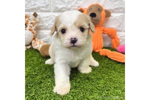 成約済の愛知県のミックス犬-368194の4枚目