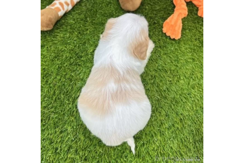 成約済の愛知県のミックス犬-368194の3枚目