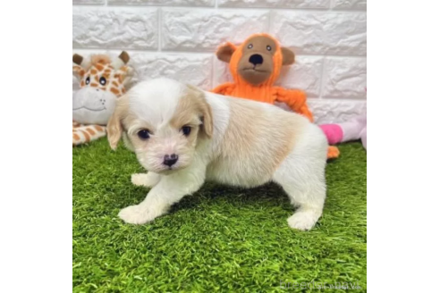 成約済の愛知県のミックス犬-368194の2枚目