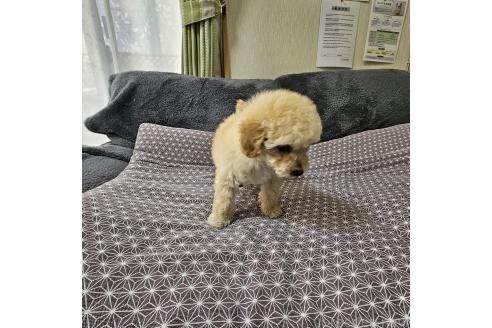 成約済の埼玉県のタイニープードル-368196の6枚目