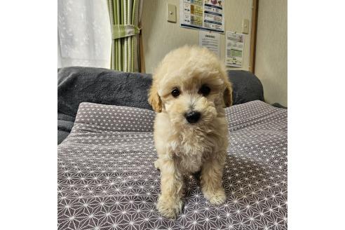 成約済の埼玉県のタイニープードル-368196の5枚目