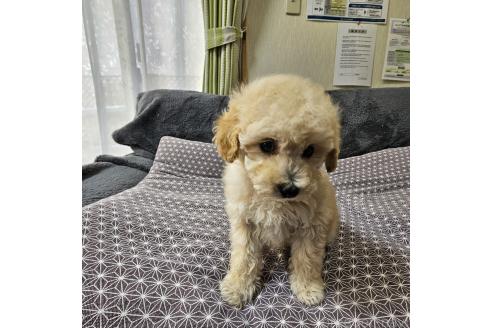 成約済の埼玉県のタイニープードル-368196の4枚目