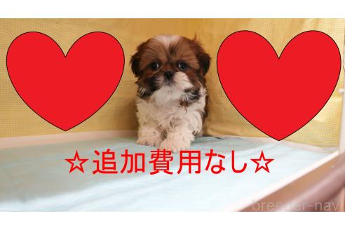 東京都のシーズー｜女の子・2024/12/05生まれ・ゴールド＆ホワイト（子犬ID：368567）｜ブリーダーナビ