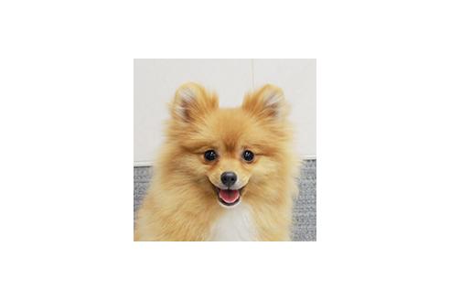 クックちゃん1枚目