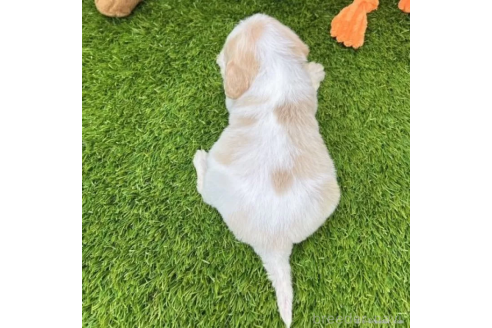 成約済の愛知県のミックス犬-368218の2枚目