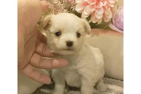 成約済の愛知県のチワマル:チワワ×マルチーズ-368222の4枚目