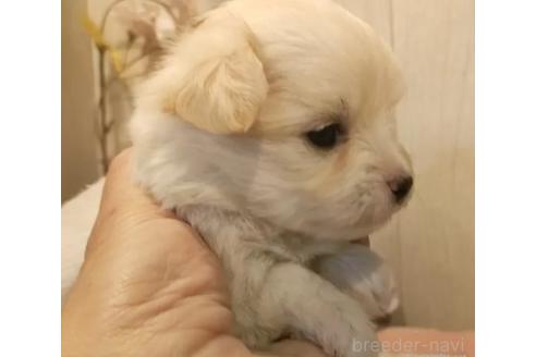 成約済の愛知県のチワマル:チワワ×マルチーズ-368222の3枚目