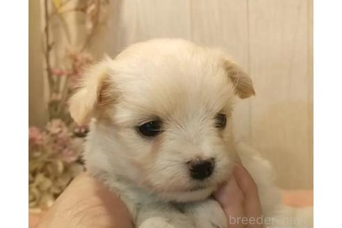 成約済の愛知県のチワマル:チワワ×マルチーズ-368222の2枚目