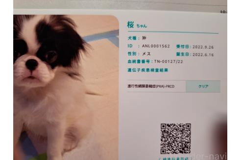 さくらちゃん1枚目