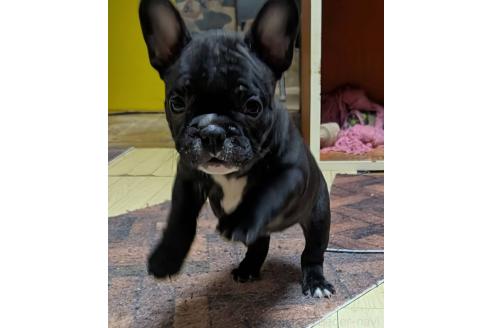 成約済の愛媛県のフレンチブルドッグ-365108の90枚目