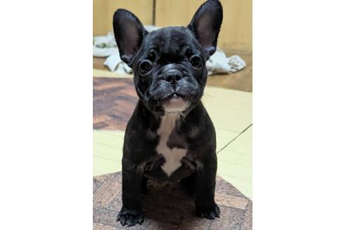 成約済の愛媛県のフレンチブルドッグ-365108の88枚目