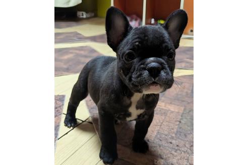 成約済の愛媛県のフレンチブルドッグ-365108の89枚目