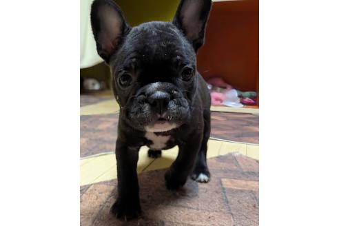 成約済の愛媛県のフレンチブルドッグ-365108の87枚目