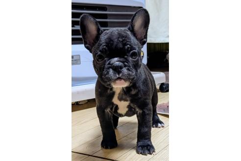 成約済の愛媛県のフレンチブルドッグ-365108の86枚目