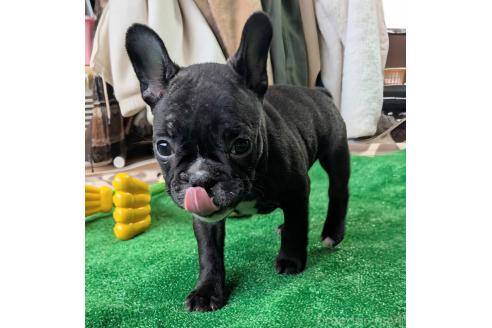 成約済の愛媛県のフレンチブルドッグ-365108の85枚目
