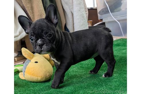 成約済の愛媛県のフレンチブルドッグ-365108の84枚目